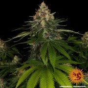 Shiskaberry Strain – product view 8