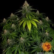 Shiskaberry Strain – product view 9