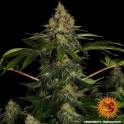 Shiskaberry Strain – product view 10