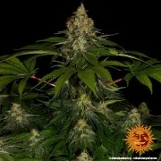 Shiskaberry Strain – product view 11