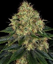 Skywalker OG Auto Strain – product view 1