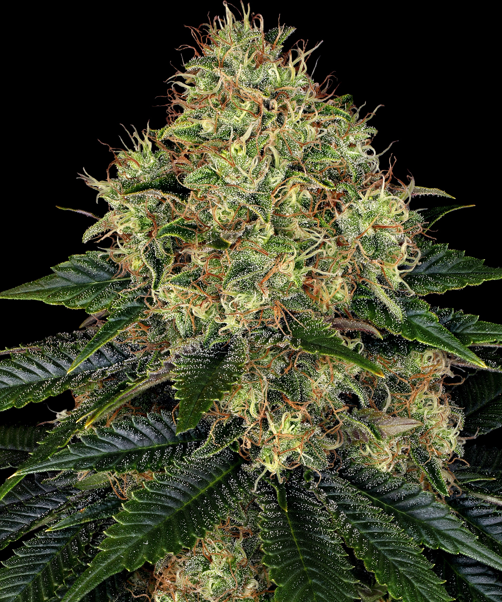 Skywalker OG Auto Strain – product view 1