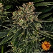 Skywalker OG Auto Strain – product view 2