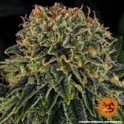 Skywalker OG Auto Strain – product view 3
