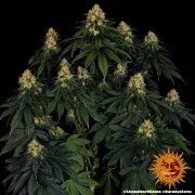 Skywalker OG Auto Strain – product view 4