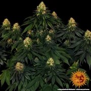 Skywalker OG Auto Strain – product view 5