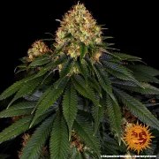 Skywalker OG Auto Strain – product view 6