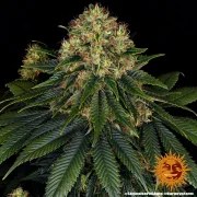 Skywalker OG Auto Strain – product view 7