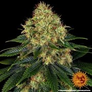Skywalker OG Auto Strain – product view 8