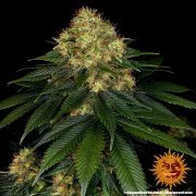 Skywalker OG Auto Strain – product view 9