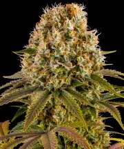 Strawberry Lemonade Strain – product view 1