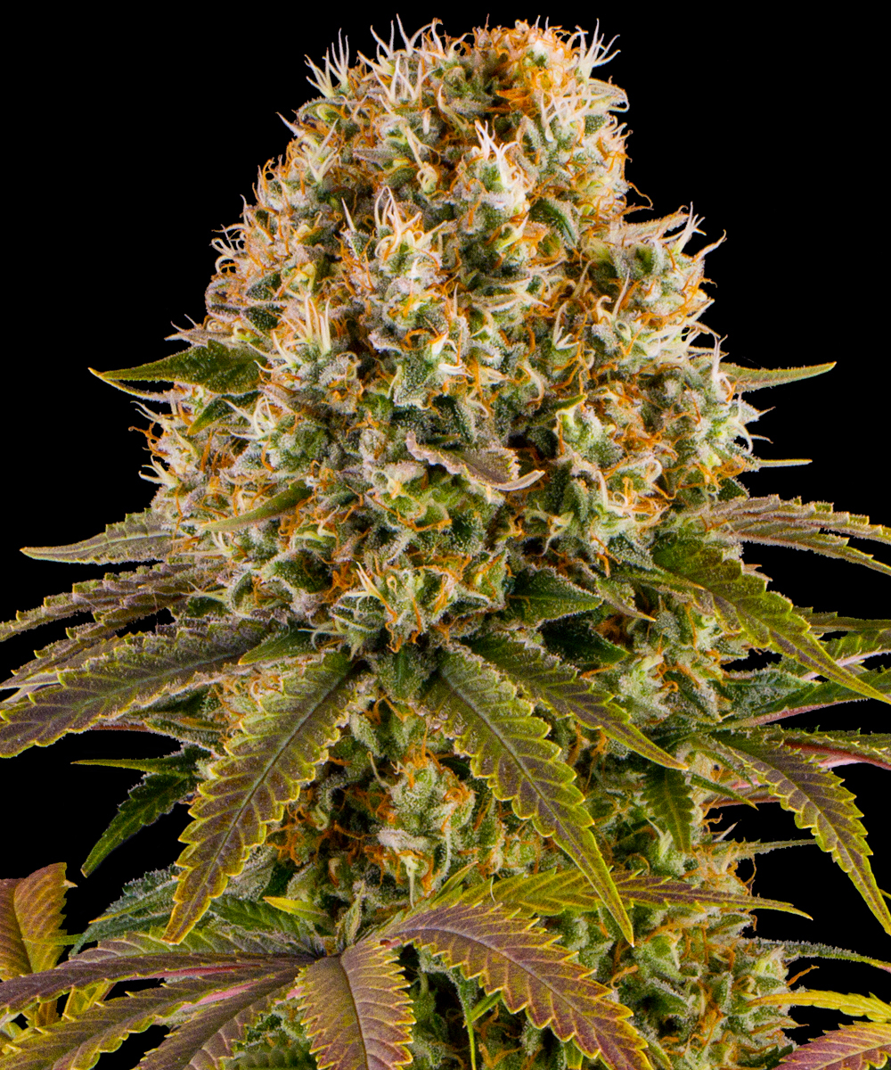 Strawberry Lemonade Strain – product view 1