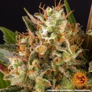 Strawberry Lemonade Strain – product view 2