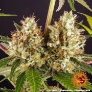 Strawberry Lemonade Strain – product view 3