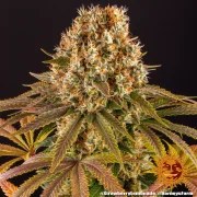 Strawberry Lemonade Strain – product view 4