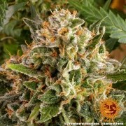 Strawberry Lemonade Strain – product view 5