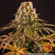 Strawberry Lemonade Strain – product view 6