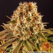 Strawberry Lemonade Strain – product view 7