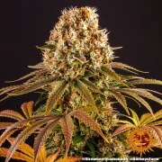 Strawberry Lemonade Strain – product view 8