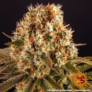 Strawberry Lemonade Strain – product view 9