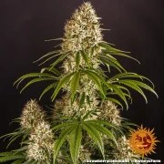 Strawberry Lemonade Strain – product view 10