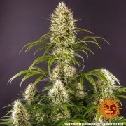 Strawberry Lemonade Strain – product view 11