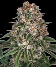Tropicanna Banana Strain – product view 1