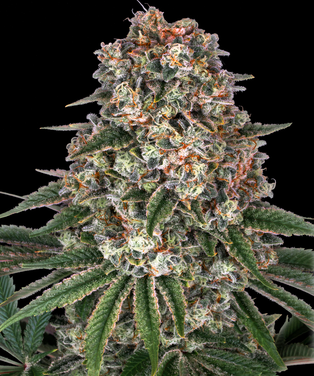 Tropicanna Banana Strain – product view 1