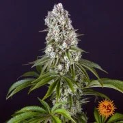 Tropicanna Banana Strain – product view 2