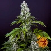 Tropicanna Banana Strain – product view 3