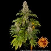 Tropicanna Banana Strain – product view 4