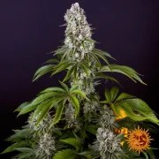 Tropicanna Banana Strain – product view 5