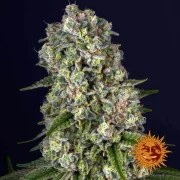 Tropicanna Banana Strain – product view 6