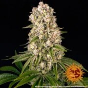 Tropicanna Banana Strain – product view 7