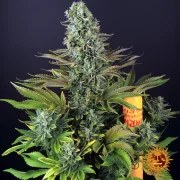 Tropicanna Banana Strain – product view 8