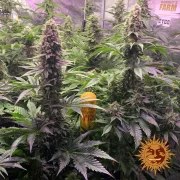 Tropicanna Banana Strain – product view 9