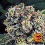 Tropicanna Banana Strain – product view 10