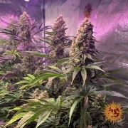 Tropicanna Banana Strain – product view 11