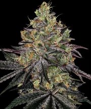 Watermelon Z Strain – product view 1