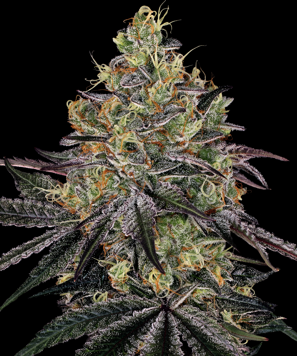 Watermelon Z Strain – product view 1