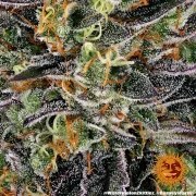 Watermelon Z Strain – product view 2