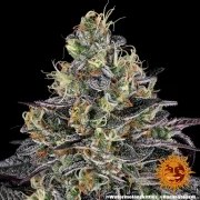 Watermelon Z Strain – product view 3