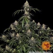 Watermelon Z Strain – product view 4