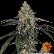 Watermelon Z Strain – product view 5