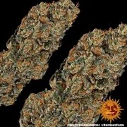 Watermelon Z Strain – product view 6