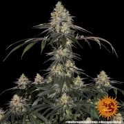 Watermelon Z Strain – product view 7