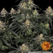 Watermelon Z Strain – product view 8