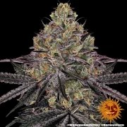 Watermelon Z Strain – product view 9