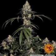Watermelon Z Strain – product view 10