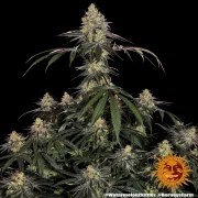 Watermelon Z Strain – product view 11